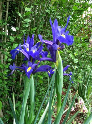 giardino di fiore viola