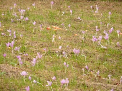 هيربستزيتلوسي زهرة أرجوانية