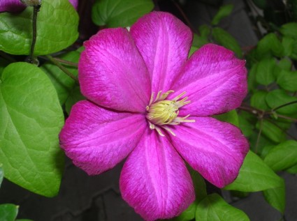 紫の花の植物
