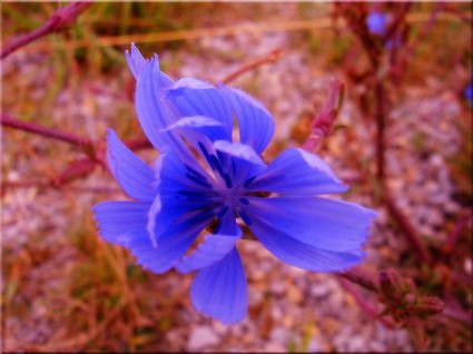 Blume rot blau Sommer nah Nahaufnahme