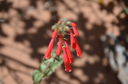 Blume rote Wüste