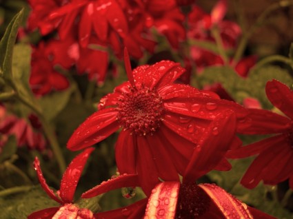gotejamento de flor vermelha
