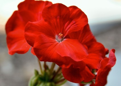 gerânio vermelho flor