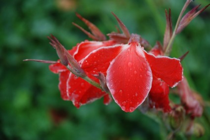 grama de flor vermelha