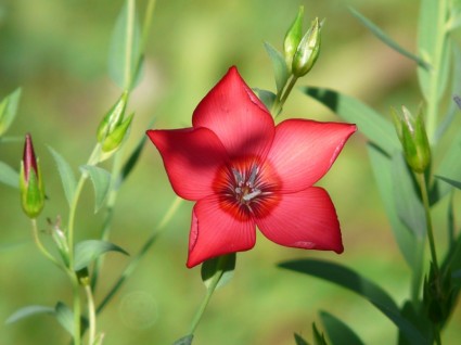 czerwony kwiat czerwony lein