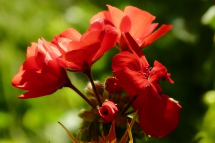 nature de fleur rouge