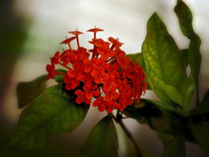 naturaleza de la flor roja
