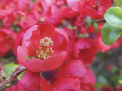 tanaman bunga merah