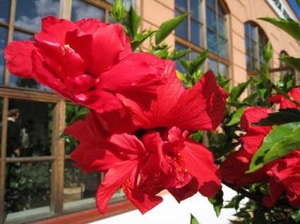 tanaman bunga merah
