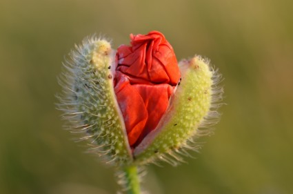 coquelicot fleur rouge