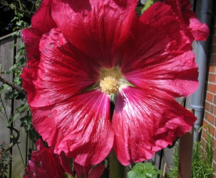 Blume rot rote Blume