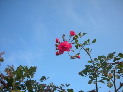 Blume rote rose