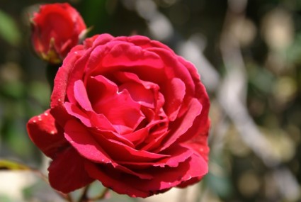 bunga rosa merah