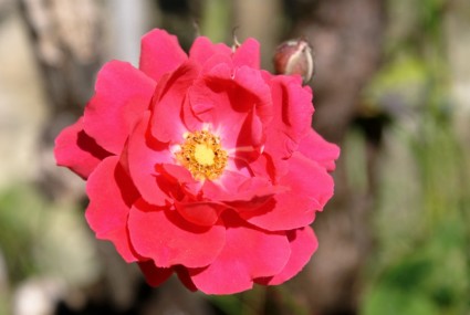 bunga rosa merah