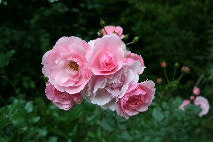 jardim de flor rosa