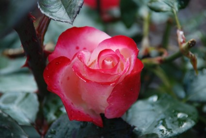 fleur rose blanc