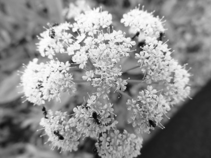 زهرة الصيف أبيض أسود أمبير التصوير الفوتوغرافي