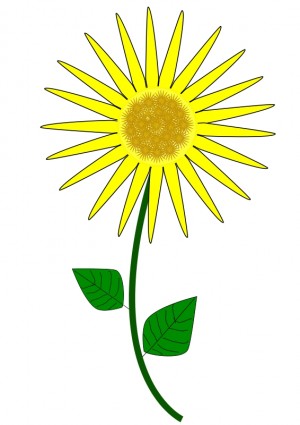 sunflower bunga