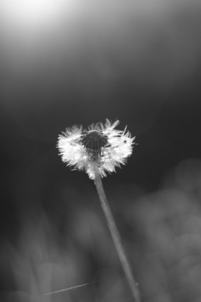 kwiat mniszek czarno-biały