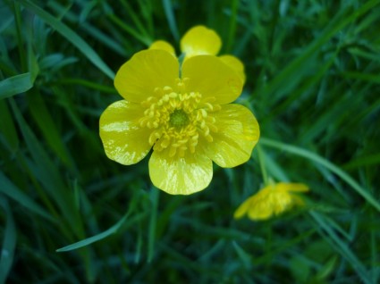 токсичные желтый цветок