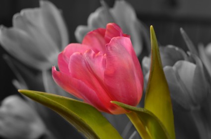 pink bunga tulip
