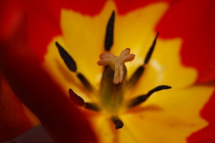 tulipán de flor roja