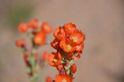 Blume Utah orange Blume