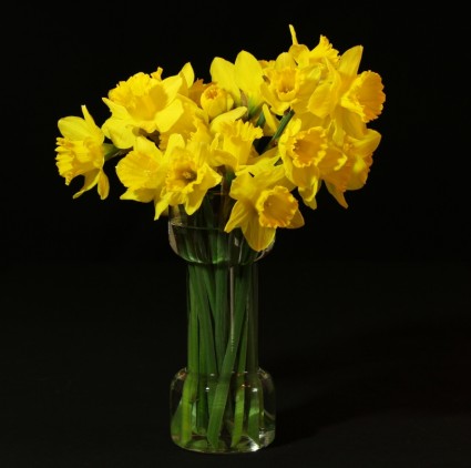 bunga vas daffodils warna kuning muda