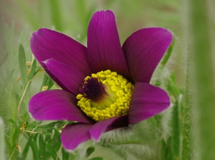violeta flor cerrar