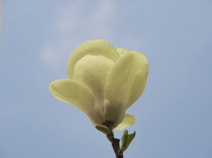 Blume weiß-Himmel