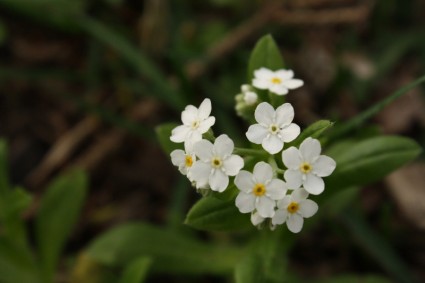 цветок белый малых