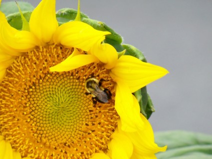 一隻蜜蜂與花