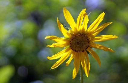 Hoa màu vàng bokeh