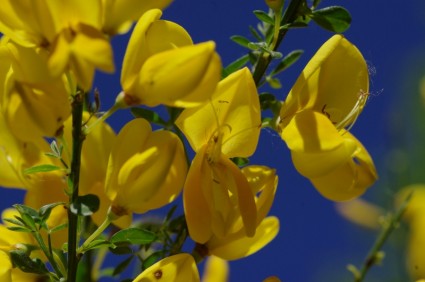 Blume gelb-Besen