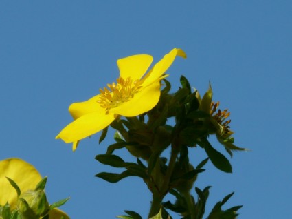 花の黄色の指の低木