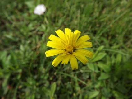 naturaleza de flor flor amarilla