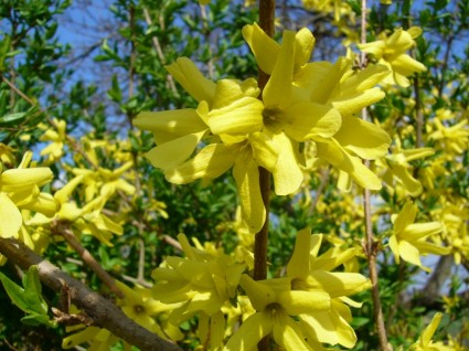 黄色の花の庭