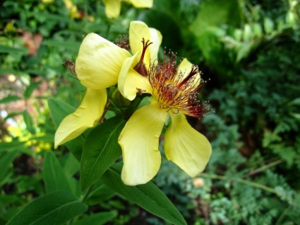 bunga kuning hijau