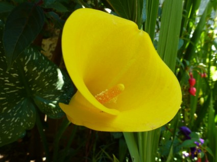 노란 꽃 자연