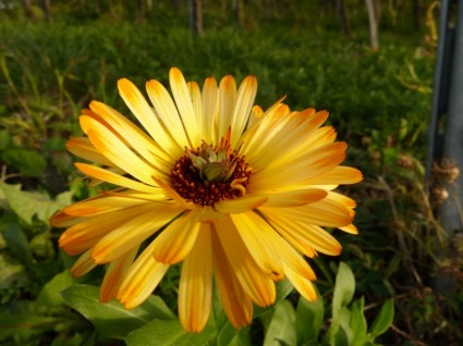 natura del fiore giallo