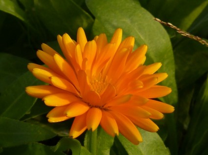 Flower Yellow Orange