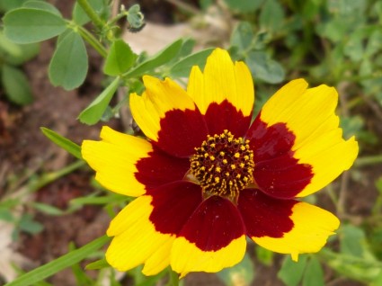 fleur jaune rouge