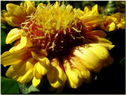 Blume gelb-Sommer
