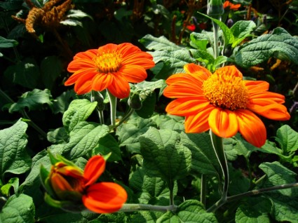 bunga zinnia oranye
