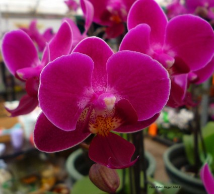 fioritura orchidee