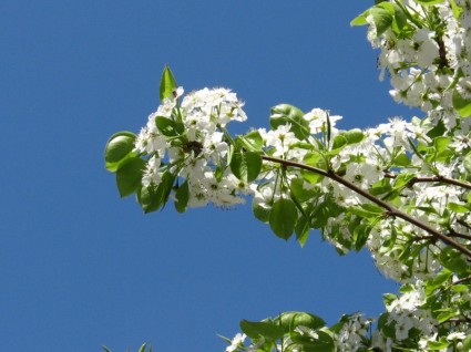 árbol de floración