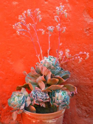 lọ hoa thực vật trang trí
