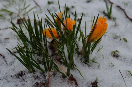 fleurs et neige