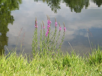 在池塘旁邊的花