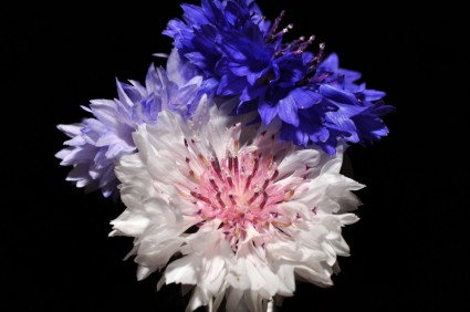 블루 꽃 핑크